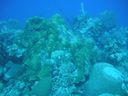 Imponerende flotte Koraller