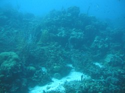 En flot Koral formation