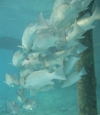 Stor aktivitet ved Buddy Dive Reef
