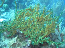 En flot grøn koral
