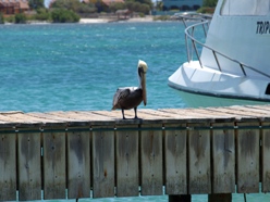 Pelikan der slapper af ved Lac Bay