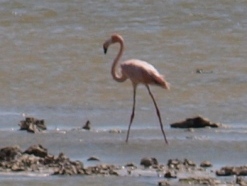 Lyserød Flamingo
